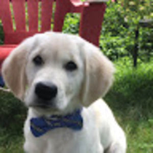 Meet your Posher, Reagan